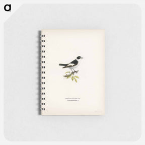 アートメモ帳-Collared Flycatcher
 - スヴェンスカ フォグラル Memo.