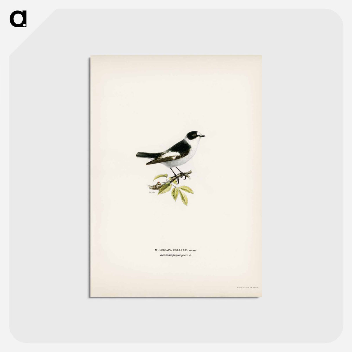 アートポストカード-Collared Flycatcher
 - スヴェンスカ フォグラル Postcard.