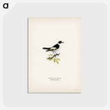 アートポストカード-Collared Flycatcher
 - スヴェンスカ フォグラル Postcard.