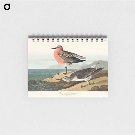 アートメモ帳-Red-breasted Sandpiper from Birds of America
 - アメリカの鳥たち Memo.