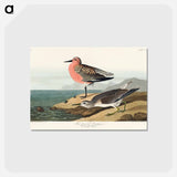 アートポストカード-Red-breasted Sandpiper from Birds of America
 - アメリカの鳥たち Postcard.