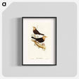 アートポスター-Grey-headed Blackbird
 - オーストラリアの鳥 Poster.