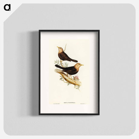アートポスター-Grey-headed Blackbird
 - オーストラリアの鳥 Poster.