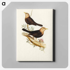 アートパネル-Grey-headed Blackbird
 - オーストラリアの鳥 Canvas.