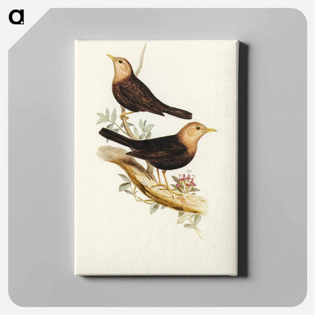 アートパネル-Grey-headed Blackbird
 - オーストラリアの鳥 Canvas.