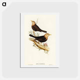 アートポストカード-Grey-headed Blackbird
 - オーストラリアの鳥 Postcard.