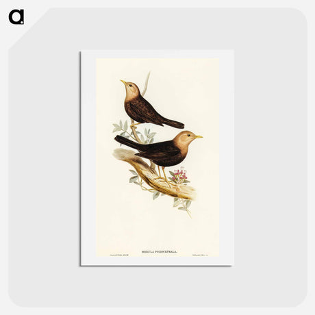 アートポストカード-Grey-headed Blackbird
 - オーストラリアの鳥 Postcard.
