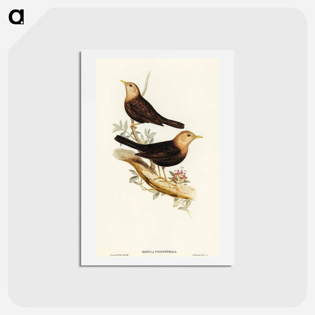 アートポストカード-Grey-headed Blackbird
 - オーストラリアの鳥 Postcard.