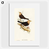 アートポスター-Grey-headed Blackbird
 - オーストラリアの鳥 Poster.