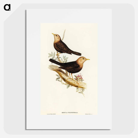 アートポスター-Grey-headed Blackbird
 - オーストラリアの鳥 Poster.