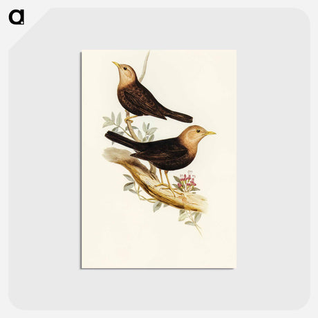 アートポストカード-Grey-headed Blackbird
 - オーストラリアの鳥 Postcard.