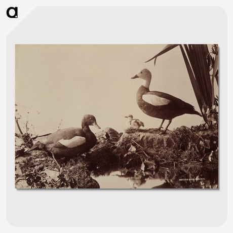2-41_The-Burton-Brothers_picture-crop