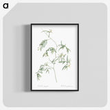 2-41_The-Lilies_blk-crop