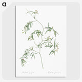 2-41_The-Lilies_picture-crop
