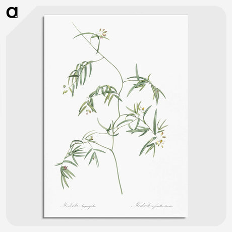 2-41_The-Lilies_picture-crop