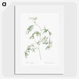 2-41_The-Lilies_picture