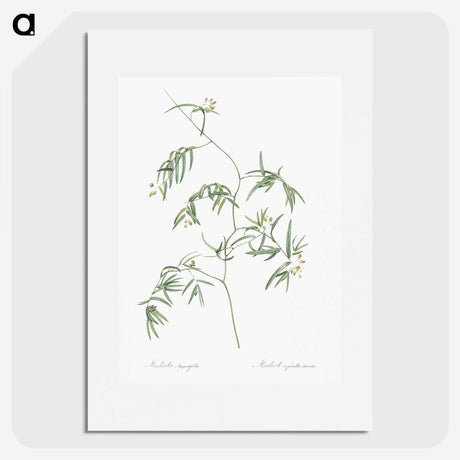 2-41_The-Lilies_picture