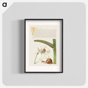 アートポスター-Madonna Lily, Terrestrial Mollusk, and Sweet Flag
 - 書道のお手本 Poster.