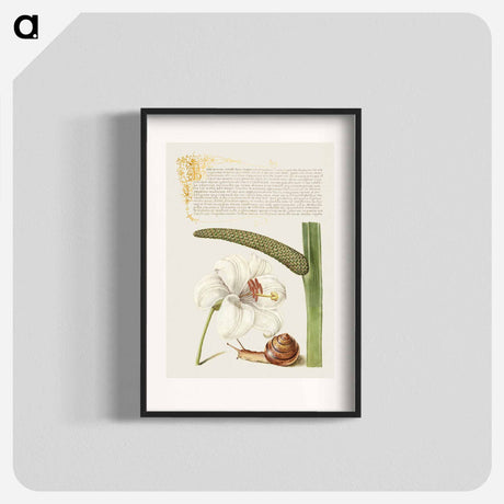 アートポスター-Madonna Lily, Terrestrial Mollusk, and Sweet Flag
 - 書道のお手本 Poster.