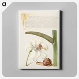 アートパネル-Madonna Lily, Terrestrial Mollusk, and Sweet Flag
 - 書道のお手本 Canvas.