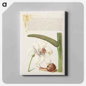 アートパネル-Madonna Lily, Terrestrial Mollusk, and Sweet Flag
 - 書道のお手本 Canvas.