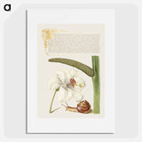 アートポスター-Madonna Lily, Terrestrial Mollusk, and Sweet Flag
 - 書道のお手本 Poster.