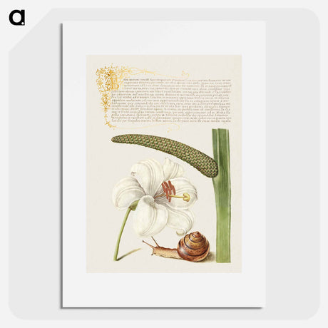アートポスター-Madonna Lily, Terrestrial Mollusk, and Sweet Flag
 - 書道のお手本 Poster.