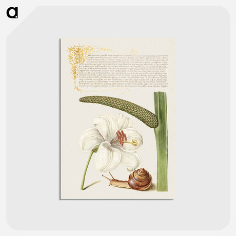 アートポストカード-Madonna Lily, Terrestrial Mollusk, and Sweet Flag
 - 書道のお手本 Postcard.
