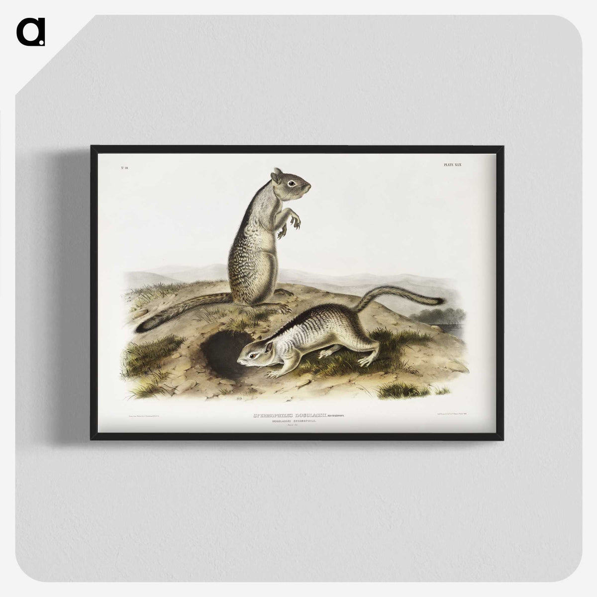 2-41_The-Viviparous-Quadrupeds_blk-crop