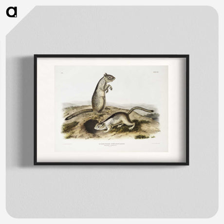 2-41_The-Viviparous-Quadrupeds_blk