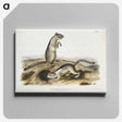 2-41_The-Viviparous-Quadrupeds_canvas