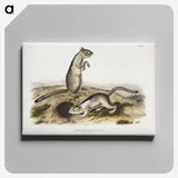 2-41_The-Viviparous-Quadrupeds_canvas