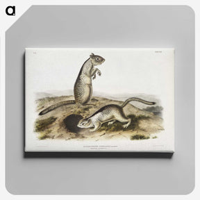 2-41_The-Viviparous-Quadrupeds_canvas