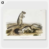 2-41_The-Viviparous-Quadrupeds_picture-crop