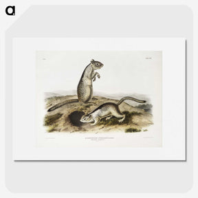 2-41_The-Viviparous-Quadrupeds_picture