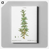 2-41_Treatise-on-Trees-and-Shrubs_canvas