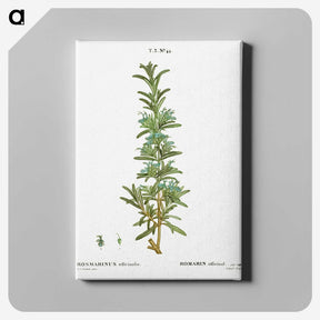 2-41_Treatise-on-Trees-and-Shrubs_canvas