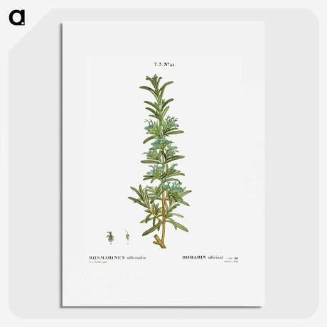 2-41_Treatise-on-Trees-and-Shrubs_picture