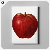 2-41_USDA-Watercolor-Fruit-Painting-Collection_canvas