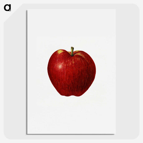 2-41_USDA-Watercolor-Fruit-Painting-Collection_picture