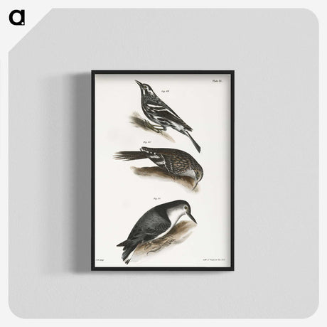 2-41_Zoology-of-New-York_blk-crop