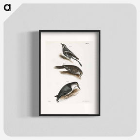 アートポスター-The Varied Creeping Warbler - ニューヨークの動物学 Poster.