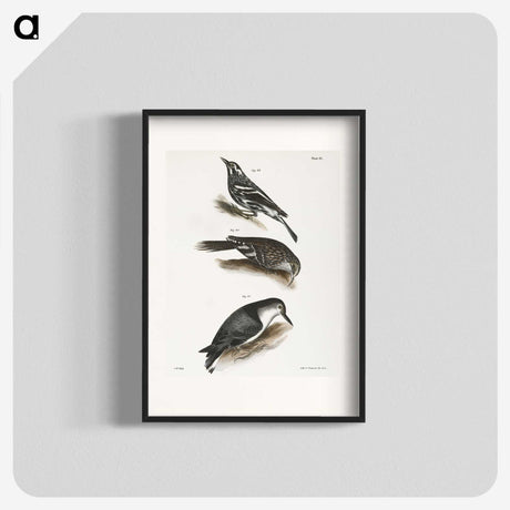 2-41_Zoology-of-New-York_blk