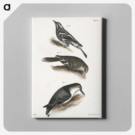 2-41_Zoology-of-New-York_canvas