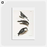 2-41_Zoology-of-New-York_hagaki