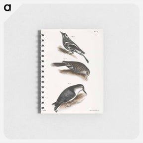 アートメモ帳-The Varied Creeping Warbler - ニューヨークの動物学 Memo.