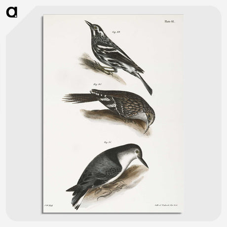 2-41_Zoology-of-New-York_picture-crop