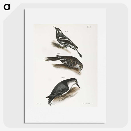 2-41_Zoology-of-New-York_picture