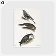 2-41_Zoology-of-New-York_postcard