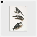 2-41_Zoology-of-New-York_postcard